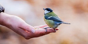 Beitragsbild des Blogbeitrags Wintergarten und Sommergarten so schützen Sie Vögel