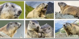 Beitragsbild des Blogbeitrags Pelzige Murmeltiere aus den Bergen