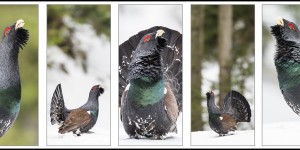 Beitragsbild des Blogbeitrags Seine Majestät der Auerhahn 