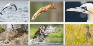 Beitragsbild des Blogbeitrags Tierfotografie in den sommerlichen Highlands 