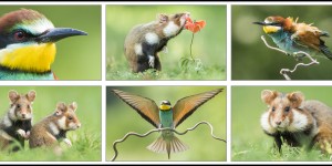 Beitragsbild des Blogbeitrags Das Erwachen der Bienenfresser und Feldhamster