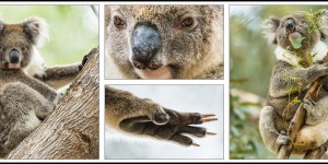 Beitragsbild des Blogbeitrags Auf der Suche nach Koalas 