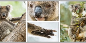 Beitragsbild des Blogbeitrags Auf der Suche nach Koalas