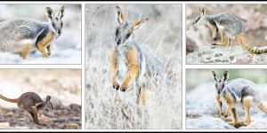 Beitragsbild des Blogbeitrags Gelbfuß-Felskängurus aus Australien