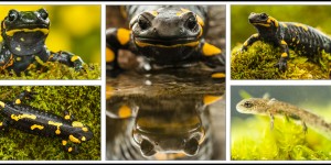 Beitragsbild des Blogbeitrags Unscheinbare Feuersalamander