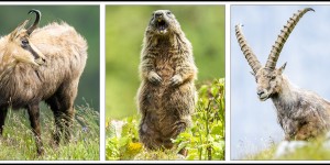 Beitragsbild des Blogbeitrags Unterwegs bei Steinbock, Gams und Murmeltier