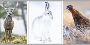 Beitragsbild des Blogbeitrags Ein Erlebnis im schottischen Winter