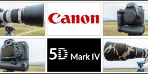 Beitragsbild des Blogbeitrags Canon EOS 5D Mark IV in der Wildlife Fotografie