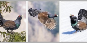 Beitragsbild des Blogbeitrags Sensationelle Balz beim Auerhahn