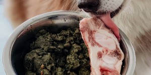 Beitragsbild des Blogbeitrags 8 leckere BARF-Rezepte für Hunde + Buchtipp für den BARF-Start