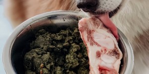 Beitragsbild des Blogbeitrags 8 leckere BARF-Rezepte für Hunde + Buchtipp für den BARF-Start 