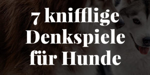 Beitragsbild des Blogbeitrags 7 knifflige Denkspiele für Hunde für mehr Abwechslung im Hundealltag! 