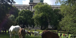 Beitragsbild des Blogbeitrags Lipizzaner foals in the 1st district!