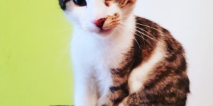 Beitragsbild des Blogbeitrags Unser Kater Sidney