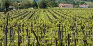 Beitragsbild des Blogbeitrags Wein und Wohnmobil im Vipava-Tal 
