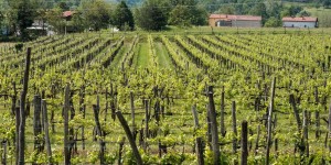 Beitragsbild des Blogbeitrags Wein und Wohnmobil im Vipava-Tal