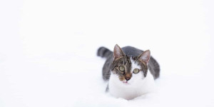 Beitragsbild des Blogbeitrags House Sitting: Die beste Lösung für Katzenbetreuung während unserer Reisen