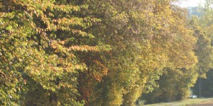 Beitragsbild des Blogbeitrags Den Herbst im Glas: Red Ale
