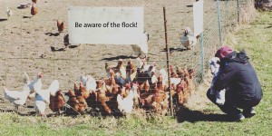 Beitragsbild des Blogbeitrags Mütter sind keine Herdentiere
