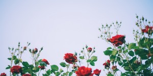Beitragsbild des Blogbeitrags Wie plane ich (m)einen Garten? 