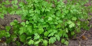 Beitragsbild des Blogbeitrags Kartoffelgulyas