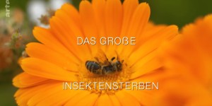 Beitragsbild des Blogbeitrags Das große Insektensterben 