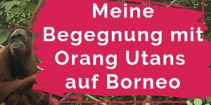 Beitragsbild des Blogbeitrags Die Faszination der Orang Utans auf Borneo & eine ungewöhnliche Bekanntschaft 