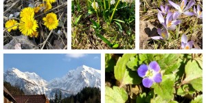 Beitragsbild des Blogbeitrags Tradition am Gründonnerstag: die 9-Kräuter Suppe