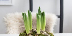 Beitragsbild des Blogbeitrags DIY: Einfache Frühlingsdeko mit Hyazinthen, Moos und getrockneten Beeren