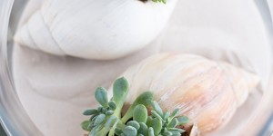 Beitragsbild des Blogbeitrags Schnelle Sommerdeko: Bepflanzte Sukkulenten-Muscheln 
