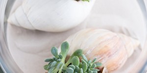 Beitragsbild des Blogbeitrags Schnelle Sommerdeko: Bepflanzte Sukkulenten-Muscheln