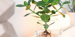 Beitragsbild des Blogbeitrags DIY DEKO TREND | Hydroponie – Zimmerpflanzen ohne Erde ins Glas 
