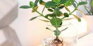 Beitragsbild des Blogbeitrags DIY DEKO TREND | Hydroponie – Zimmerpflanzen ohne Erde ins Glas