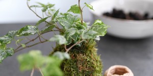 Beitragsbild des Blogbeitrags DIY | Lass deine Pflanzen schweben – Kokedamas einfach selber machen 