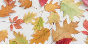 Beitragsbild des Blogbeitrags DIY | Bunte Herbstblätter mit geschmolzenem Wachs konservieren 