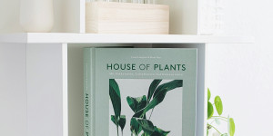 Beitragsbild des Blogbeitrags Buchtipp | House of Plants – Mit Sukkulenten, Luftpflanzen und Kakteen leben von Caro Langton & Rose Ray 