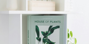 Beitragsbild des Blogbeitrags Buchtipp | House of Plants – Mit Sukkulenten, Luftpflanzen und Kakteen leben von Caro Langton & Rose Ray