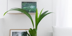 Beitragsbild des Blogbeitrags Unsere neue Wohnung + neue (Lieblings)Bilder von Desenio für mehr Gemütlichkeit