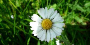 Beitragsbild des Blogbeitrags Frühling: Die Natur erwacht 