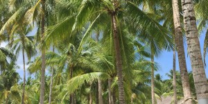 Beitragsbild des Blogbeitrags Philippinen: Bohol & Panglao – versteckte Wasserfälle & Traumstrände