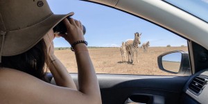Beitragsbild des Blogbeitrags Südafrika Selbstfahrer Safari im Addo Elephant Park – 6 Tipps für eine gelungene Safari