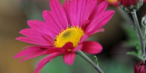 Beitragsbild des Blogbeitrags Der Weißdorn 