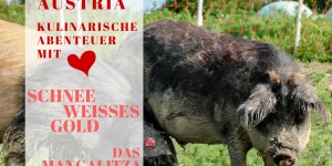 Beitragsbild des Blogbeitrags Folge #5 | Weisses Gold - Das Mangalitza Wollschwein