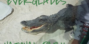 Beitragsbild des Blogbeitrags Tagestrip von Miami: Mit dem Airboat durch den EVERGLADES NATIONAL PARK!