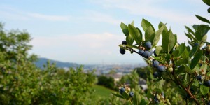 Beitragsbild des Blogbeitrags Im Beerenparadies über Linz 