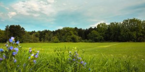 Beitragsbild des Blogbeitrags Vergesst den Centralpark – wir haben den Wasserwald!
