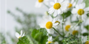 Beitragsbild des Blogbeitrags #natureknowsbest: Kräuter zum Trinken + nützliches Naturheilkunde Wissen dank der Pascoe Akademie