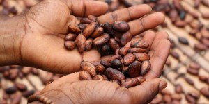 Beitragsbild des Blogbeitrags Superfood Schokolade