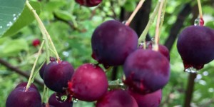 Beitragsbild des Blogbeitrags Die wilde Felsenbirne