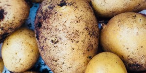 Beitragsbild des Blogbeitrags Kartoffelernte aus dem Blumentopf 